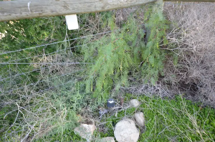 Third view of Homely rural property listing, Lot 13 Kepa Road, Murray Bridge East SA 5253