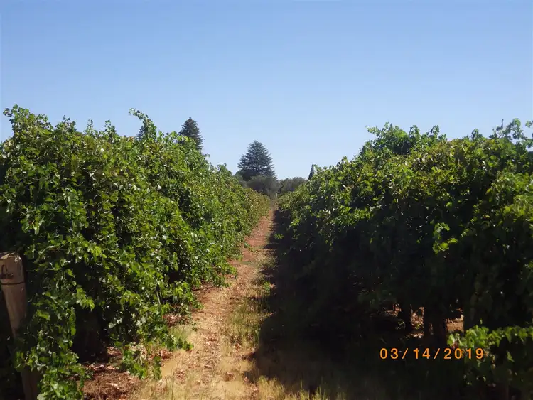 Second view of Homely rural property listing, 298 Hunt, Barmera SA 5345