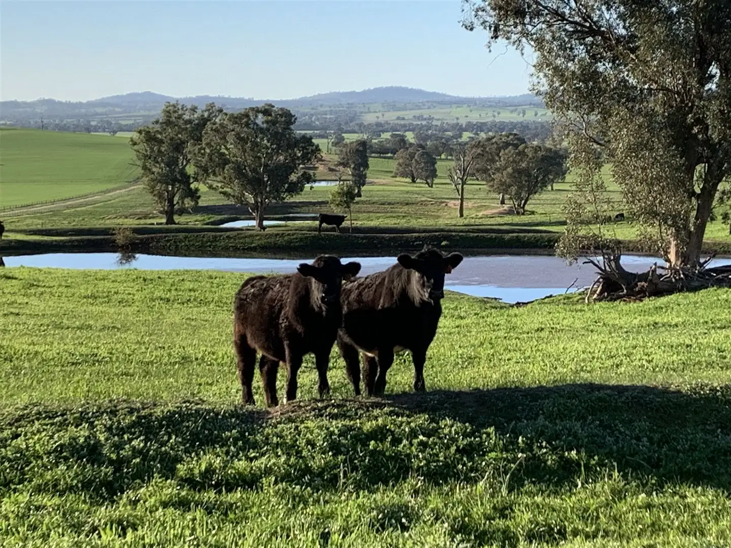 Main view of Homely rural property listing, 404 Fellow Hills Road, Morven NSW 2660