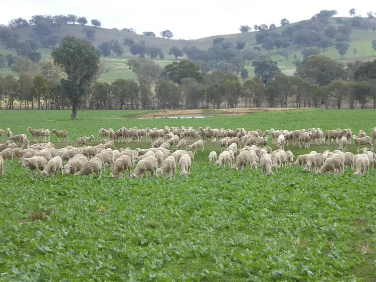 Second view of Homely rural property listing, 404 Fellow Hills Road, Morven NSW 2660