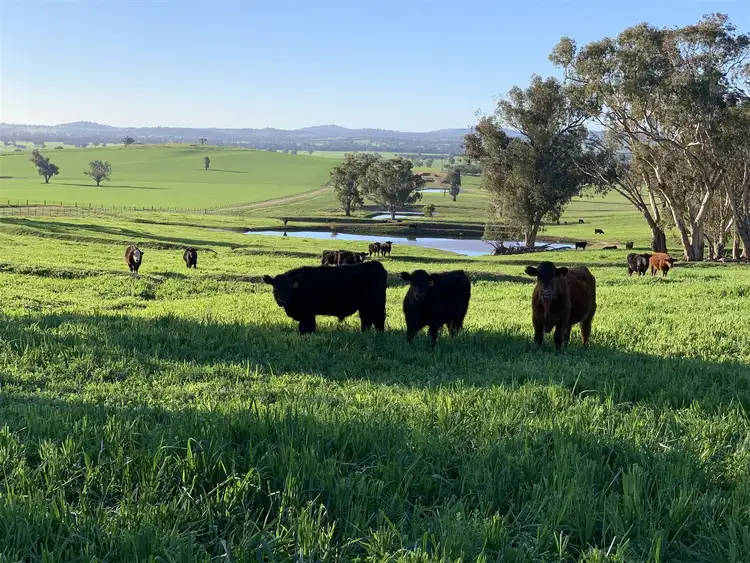 Third view of Homely rural property listing, 404 Fellow Hills Road, Morven NSW 2660