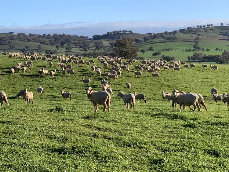 Fifth view of Homely rural property listing, 404 Fellow Hills Road, Morven NSW 2660