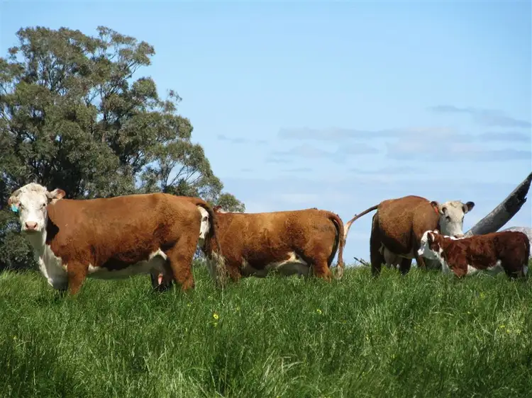 Second view of Homely rural property listing, 350 Moss Road, Tamleugh VIC 3669