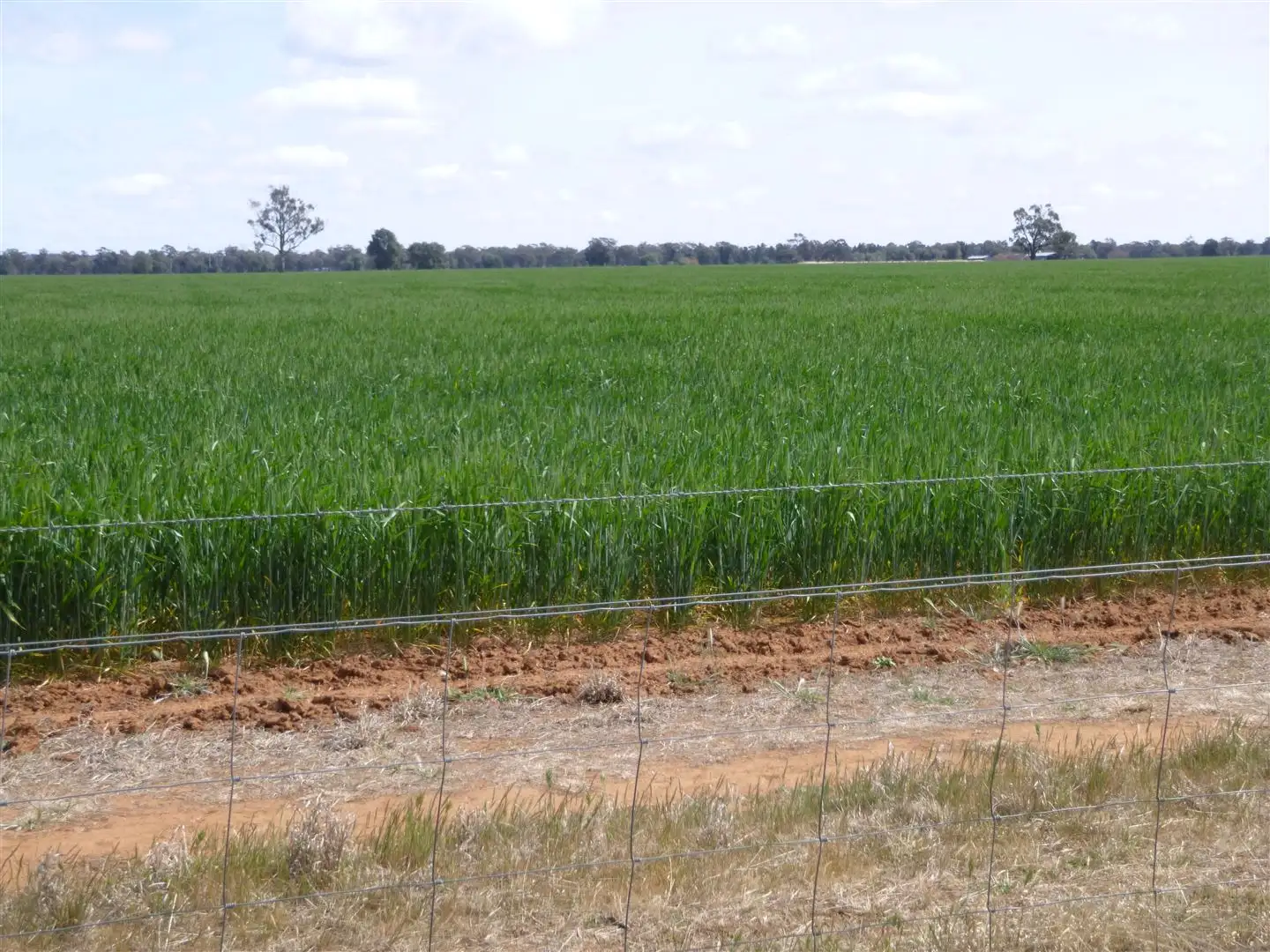 Main view of Homely rural property listing, 436 "Burra Downs" Burra Road, Tullamore NSW 2874