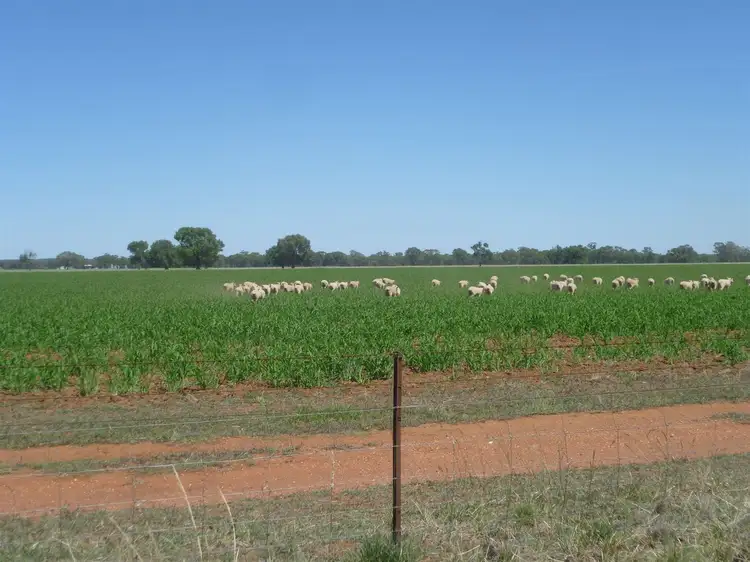 Fourth view of Homely rural property listing, 436 "Burra Downs" Burra Road, Tullamore NSW 2874