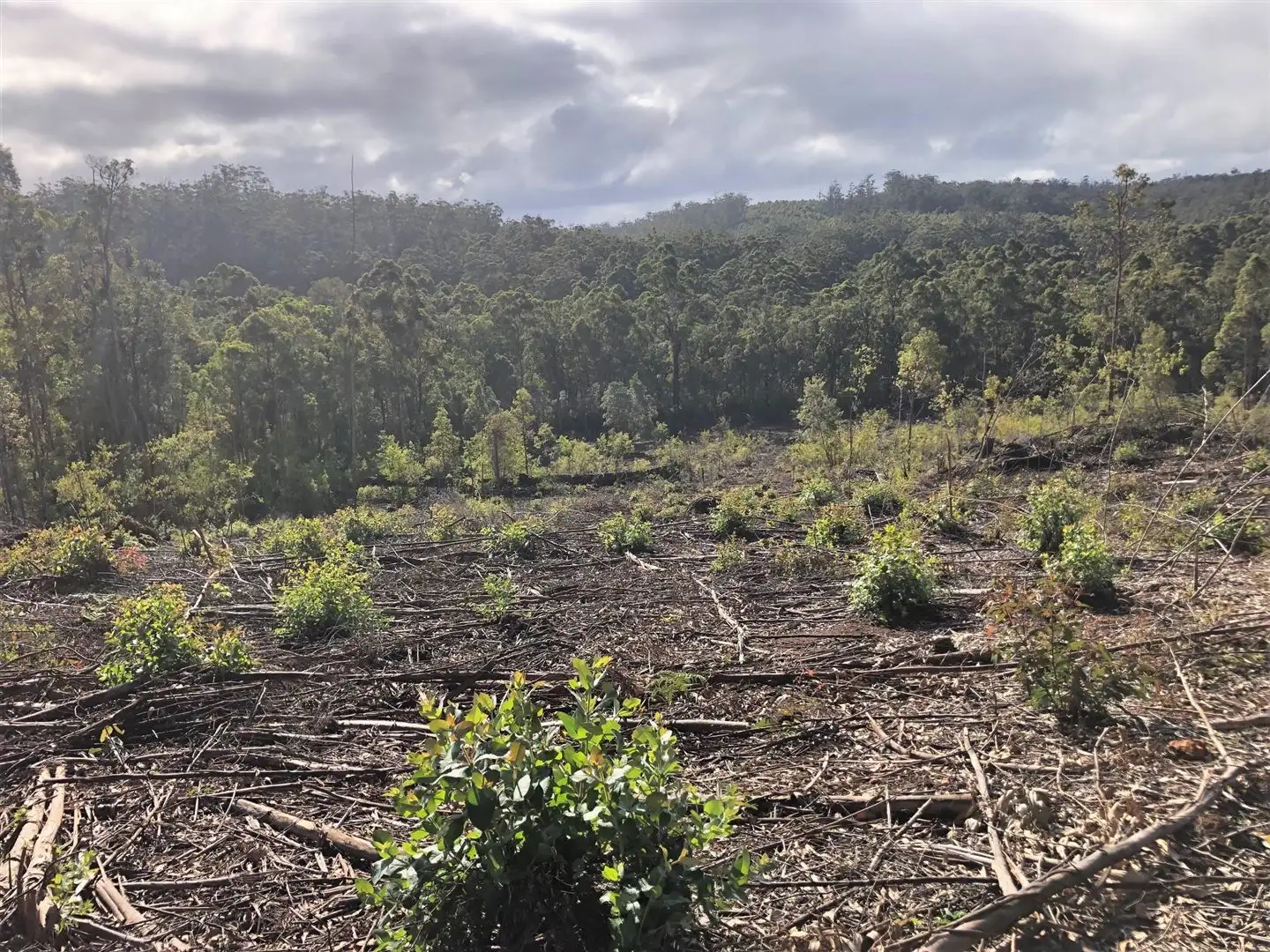Main view of Homely rural property listing, ' Western Wild Wilderness ', Manjimup WA 6258