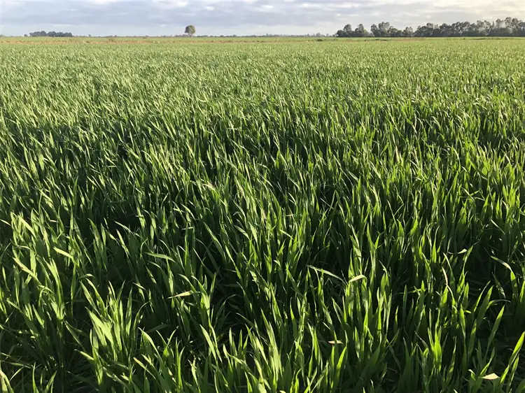 0 Mayrung Rd Fodder & Crops Galore, Deniliquin NSW 2710