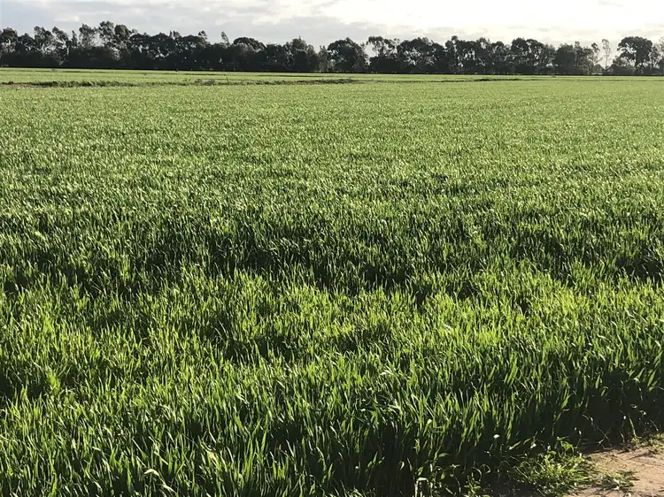 Third view of Homely rural property listing, 0 Mayrung Rd Fodder & Crops Galore, Deniliquin NSW 2710