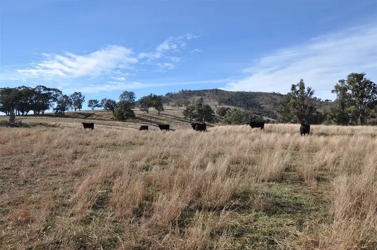 Main view of Homely rural property listing, 1491 Cooba Bulga Road, "Warrahdonga", Cassilis NSW 2329