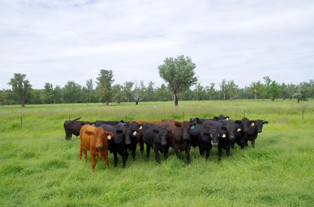 Main view of Homely rural property listing, 1669 Kaputar Road, Narrabri NSW 2390