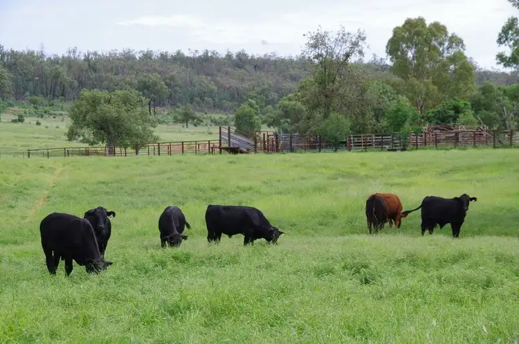 Fifth view of Homely rural property listing, 1669 Kaputar Road, Narrabri NSW 2390