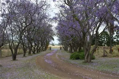 Second view of Homely rural property listing, 13833 New England Highway, Cambooya QLD 4358