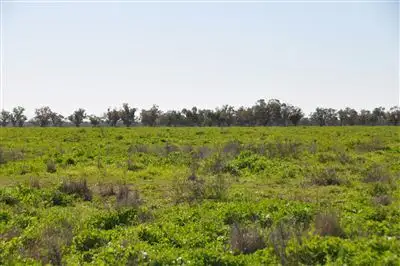 Third view of Homely rural property listing, 1 Gibsons Way, Warren NSW 2824