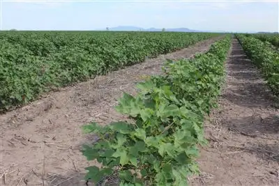 Main view of Homely rural property listing, Lalagooli/1399 Normans Rd, Gunnedah NSW 2380