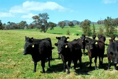 Second view of Homely rural property listing, 1546 Childowla Road, Bookham NSW 2582