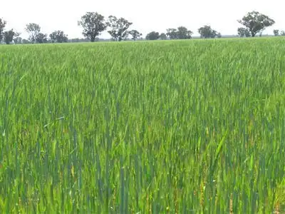 Seventh view of Homely rural property listing, 55 Lachlan Valley Way, Condobolin NSW 2877