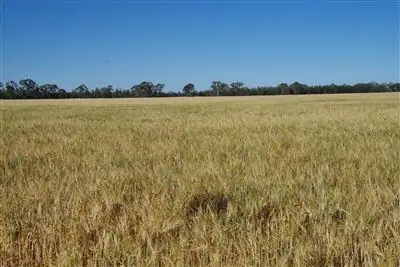 Main view of Homely rural property listing, 8418 Come By Chance Road, Pilliga NSW 2388