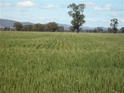 770 llett's Lane, Yerong Creek NSW 2642