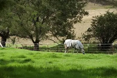 Fourth view of Homely rural property listing, 2072 Upper Dartbrook Rd, "Karinya", Scone NSW 2337
