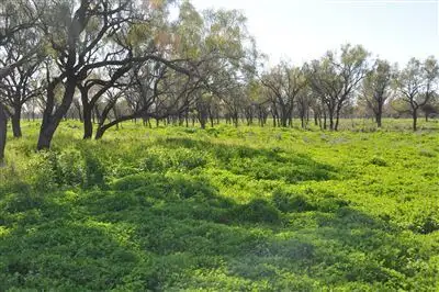 Sixth view of Homely rural property listing, 1 Gibsons Way, Warren NSW 2824