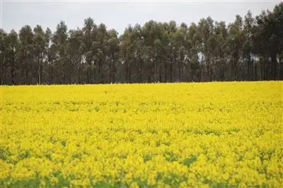 Fourth view of Homely rural property listing, 704 Mount William Road, Skipton VIC 3361