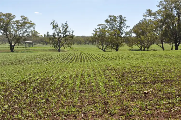 Second view of Homely rural property listing, 705 Coolah Rd, 'Culbara', Cassilis NSW 2329