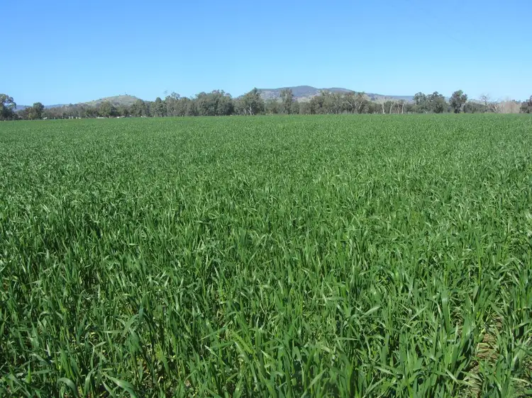 Main view of Homely rural property listing, 56 Kellys Lane, Violet Town VIC 3669
