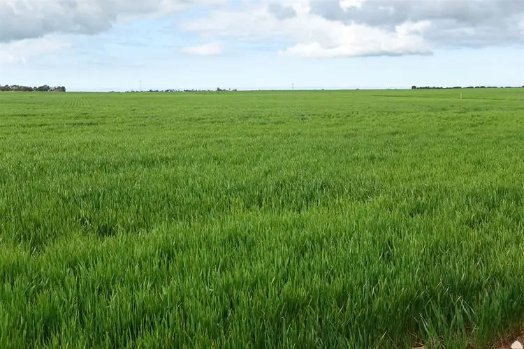 Lot 424 St Vincent Highway, Yorketown SA 5576