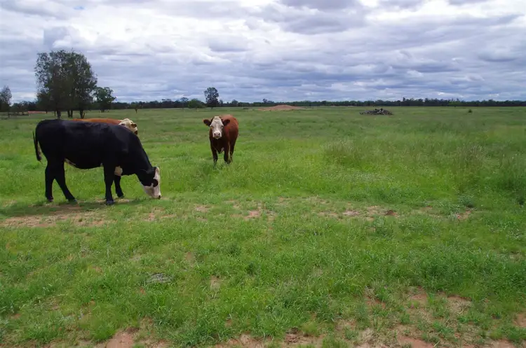 863 Kiandool Lane, Narrabri NSW 2390