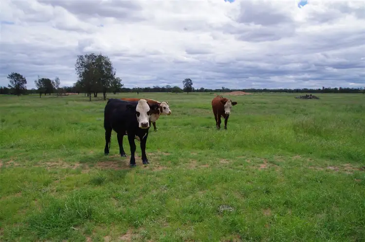 Second view of Homely rural property listing, 863 Kiandool Lane, Narrabri NSW 2390