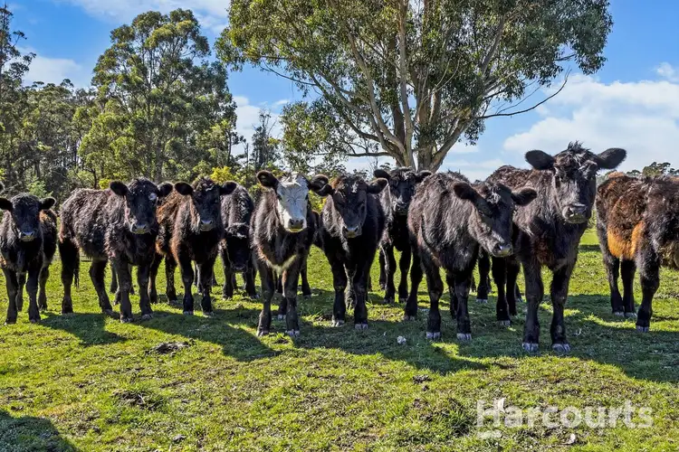 Sixth view of Homely house listing, 1951 Pipers River Road, Pipers River TAS 7252