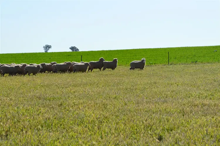 Sixth view of Homely rural property listing, 697 Tooyal Road, The Gap via, Wagga Wagga NSW 2650