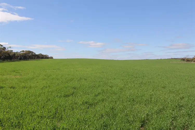 Main view of Homely rural property listing, " Pine Grove", Streaky Bay SA 5680