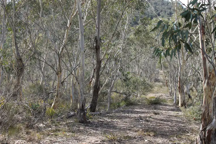 Main view of Homely rural property listing, 398 Wyanbene Road, WYANBENE, Braidwood NSW 2622