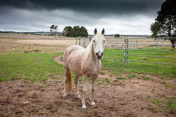 Sixth view of Homely rural property listing, Address available on request