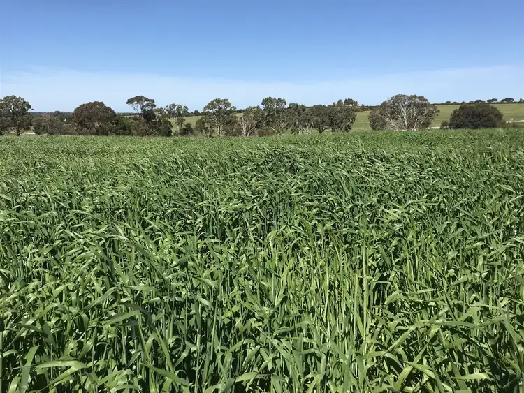 Fourth view of Homely rural property listing, 411 Burnside Road, Strathalbyn SA 5255