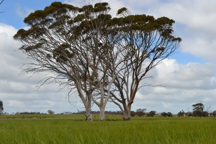Fifth view of Homely rural property listing, . 'Springfield', Quairading WA 6383