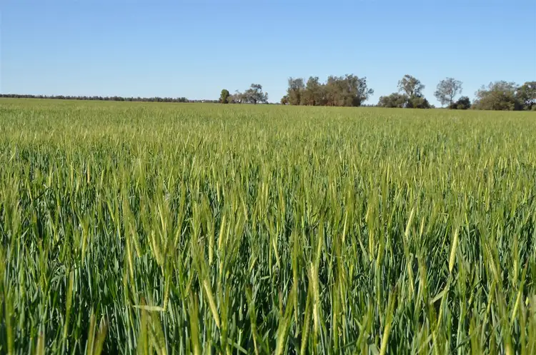 Second view of Homely rural property listing, * Pine HIll, Cobar NSW 2835