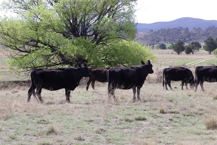 Second view of Homely rural property listing, 9000 Beresford Road Rose Valley, Cooma NSW 2630