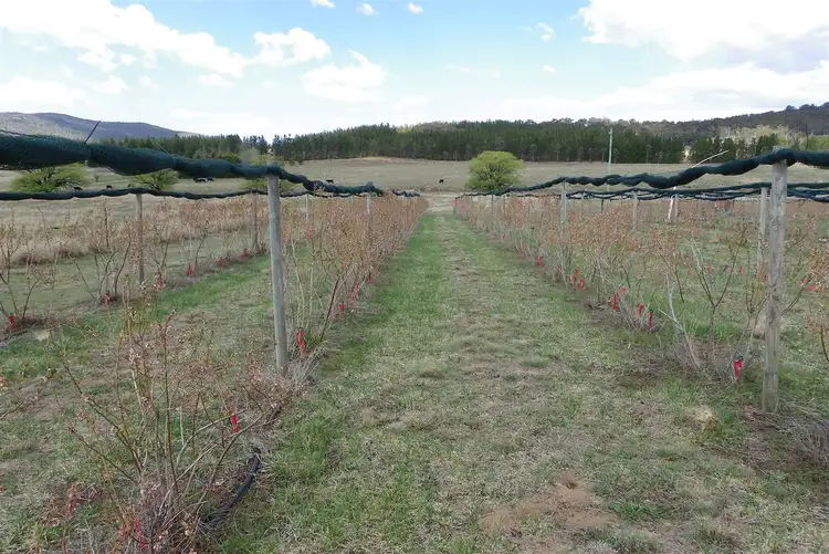 Seventh view of Homely rural property listing, 9000 Beresford Road Rose Valley, Cooma NSW 2630