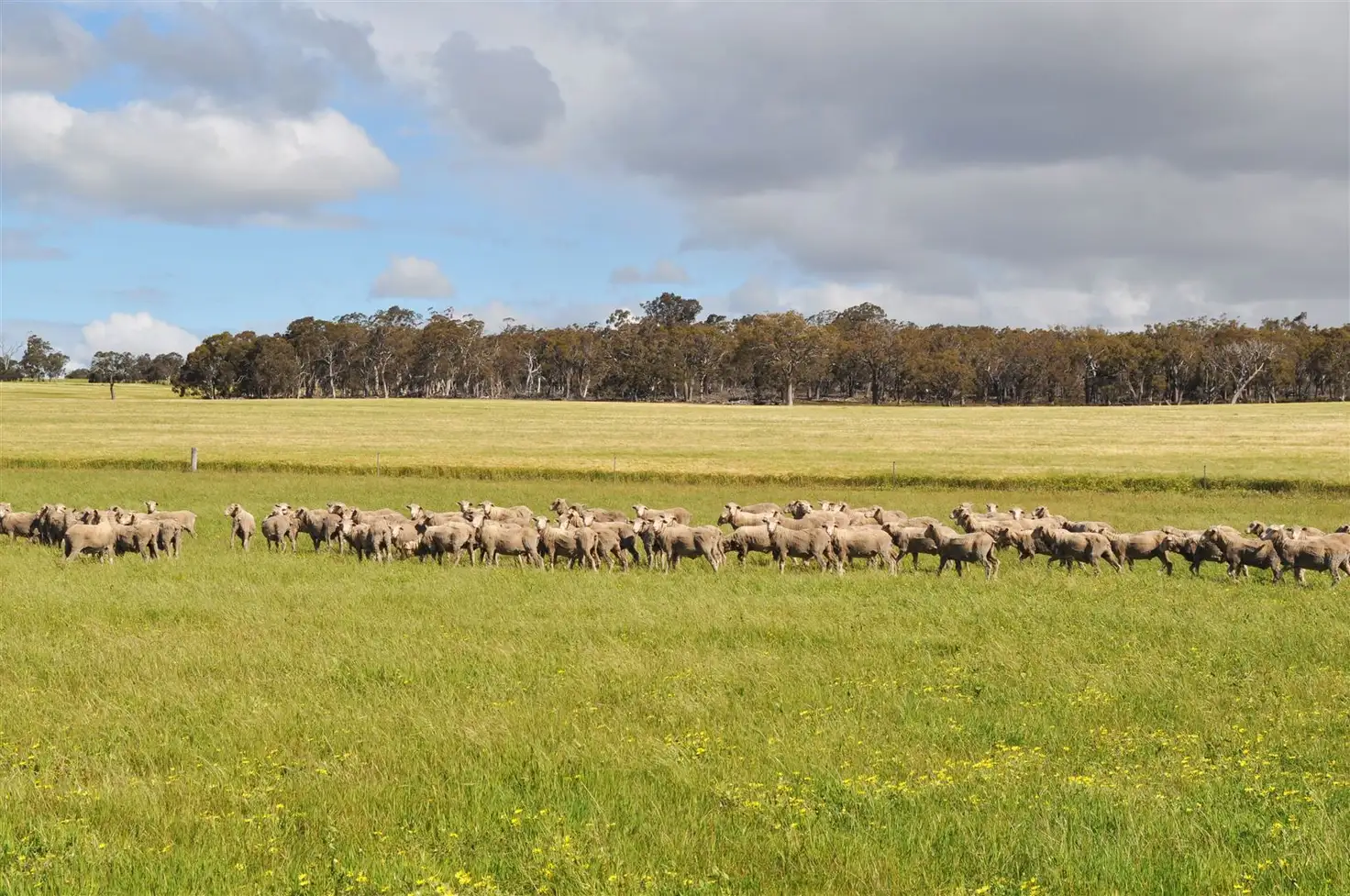 Main view of Homely rural property listing, ' The Brook ', Cranbrook WA 6321