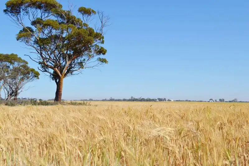 Main view of Homely rural property listing, . 'Manns', Tammin WA 6409