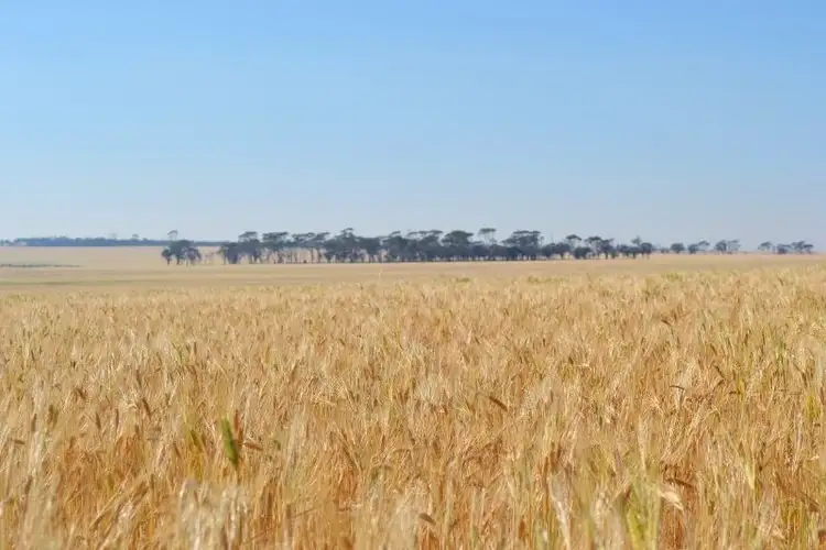 Sixth view of Homely rural property listing, . 'Manns', Tammin WA 6409