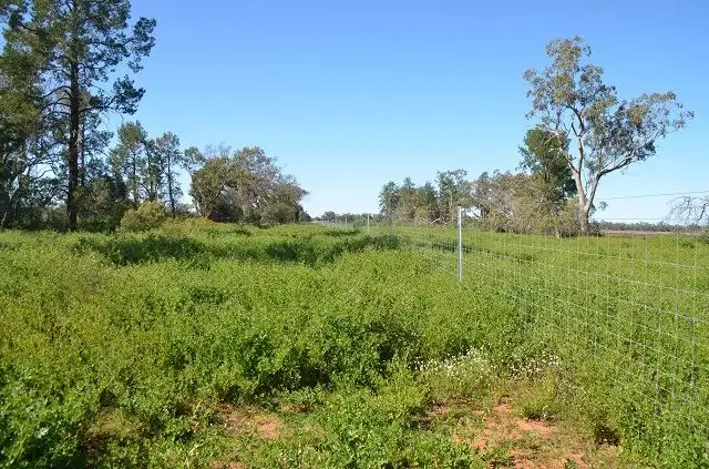 Seventh view of Homely rural property listing, * Spring Valley, Hermidale NSW 2831