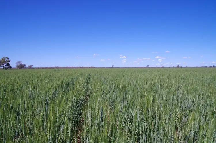 Main view of Homely rural property listing, . Barwon River Road, Collarenebri NSW 2833