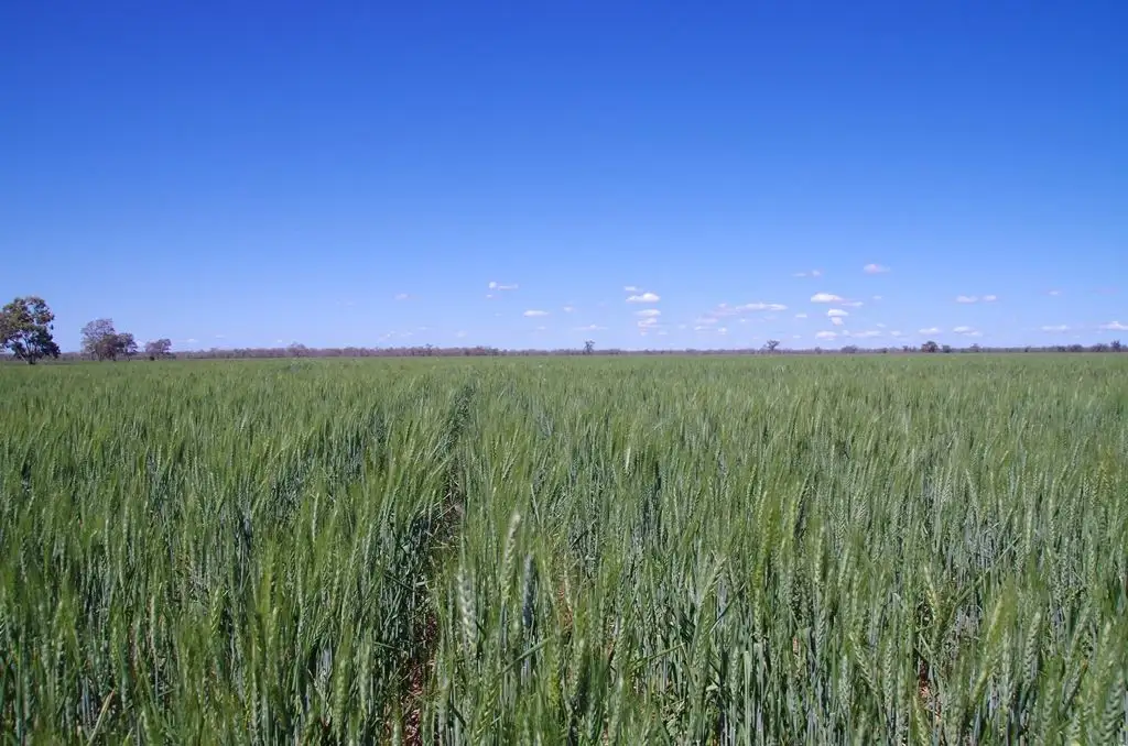 Main view of Homely rural property listing, . Barwon River Road, Collarenebri NSW 2833