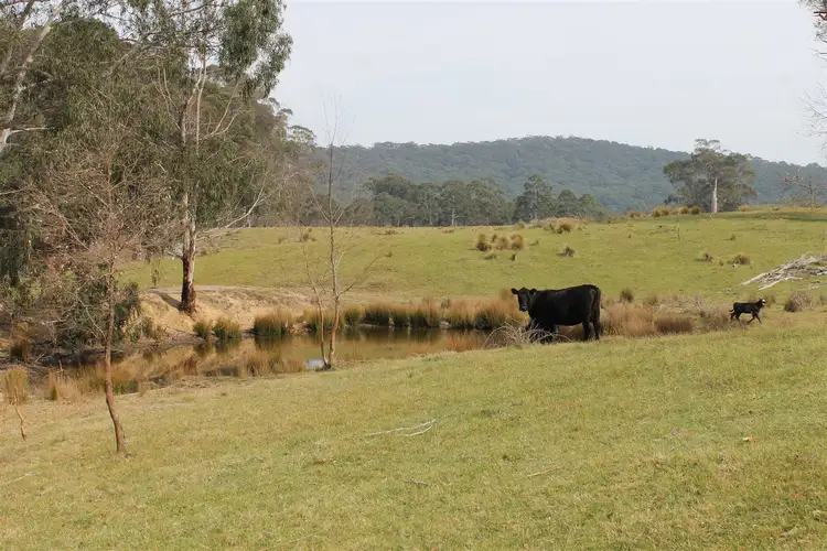 Main view of Homely rural property listing, 4336 Kings Highway, Braidwood NSW 2622