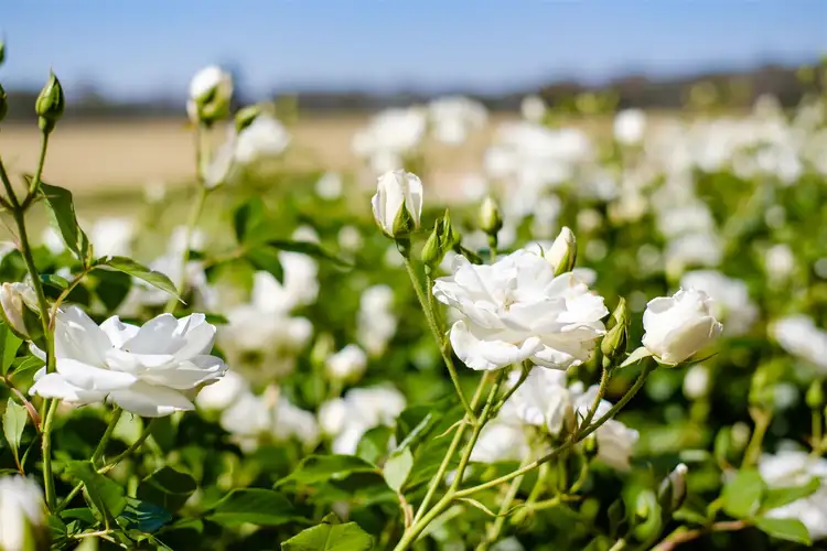 Sixth view of Homely rural property listing, 262 Henty Walla Road, Henty NSW 2658