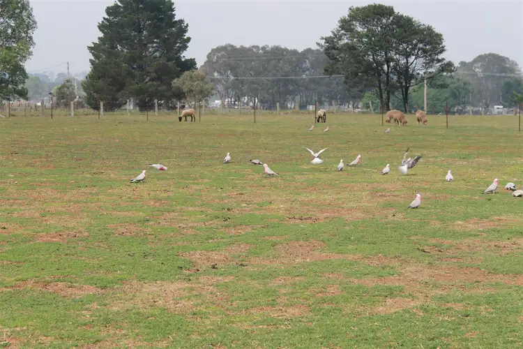 Fifth view of Homely house listing, 11 Victoria Street, Red Range NSW 2370
