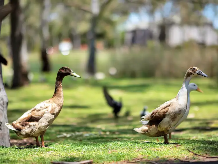 Second view of Homely house listing, 24 Saltram Parade, Oakden SA 5086